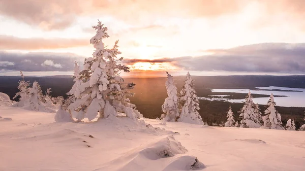 ピンクの夕日の光線で雪の木 冬の丘の中腹に凍る森 — ストック写真