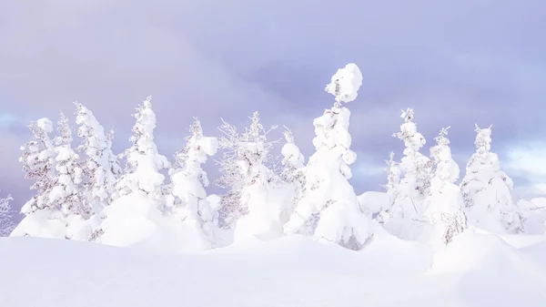 雪に覆われたモミの木と冬の風景 霜に覆われた森はピンクの朝の光線に照らされています — ストック写真