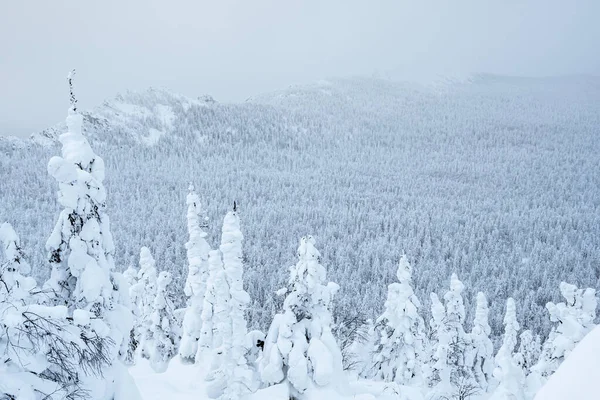 丘の上に雪の森の冬の風景 霜降りの霞で枝や樹液を持つ木の枝 — ストック写真