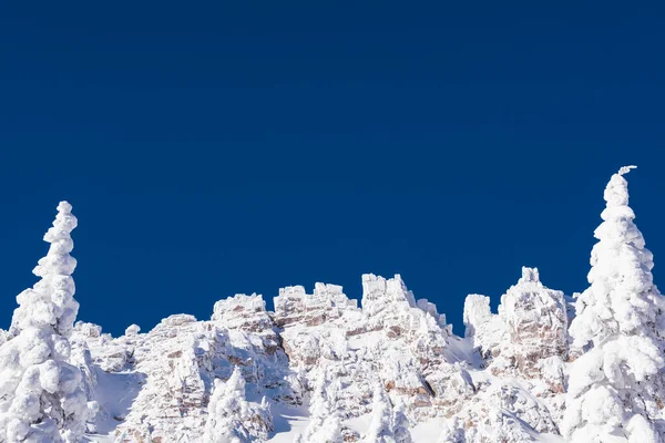 Les Cimes Des Sapins Recouvertes Une Épaisse Neige Contre Ciel — Photo