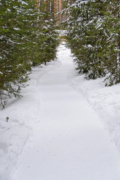 Camino Bosque Entre Los Árboles Nieve Bosque Invierno — Foto de Stock