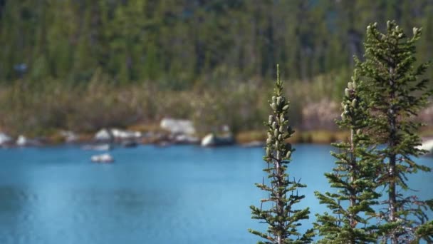 Três abetos verdes com cones balançam contra o lago azul — Vídeo de Stock