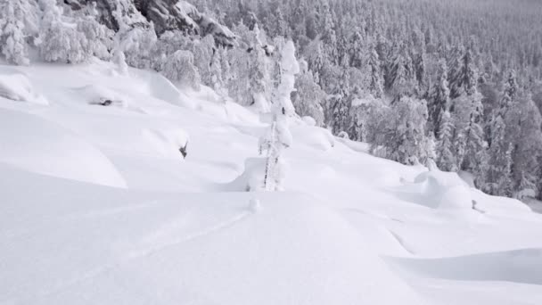 Nieve cae en árbol en la ladera con acantilado rocoso — Vídeos de Stock