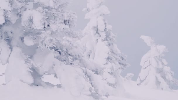 Alberi di neve oscillano sul fianco della collina. Tempesta di neve nella foresta invernale. — Video Stock