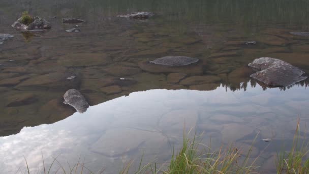 Superficie lisa del lago. Verde hierba pantano crece en la orilla del río — Vídeo de stock