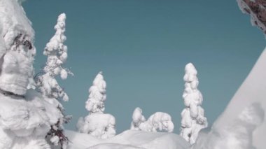 Kar ağaçları hafif rüzgarda hareket eder. Dağın yamacında kar yağışı