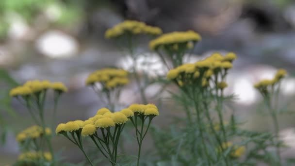 Fleurs jaunes en forme de parapluie se déplacent dans le vent — Video