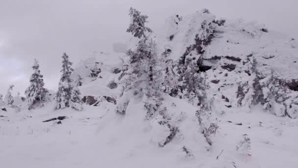 Few trees on top of mountain. Rocks peek — Stockvideo
