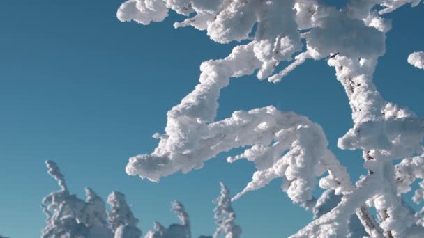 Ramas con capa densa de nieve dura balanceándose en el viento — Vídeos de Stock