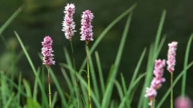 Mor muz çiçekleri rüzgarda sallanıyor.