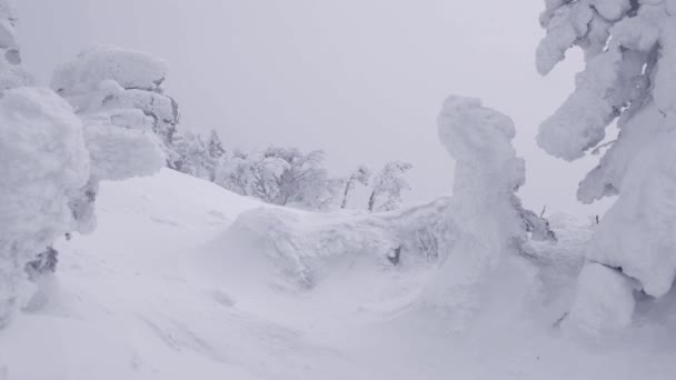 Erfrorene Bäume bewegen bei Schneesturm ihre Äste — Stockvideo