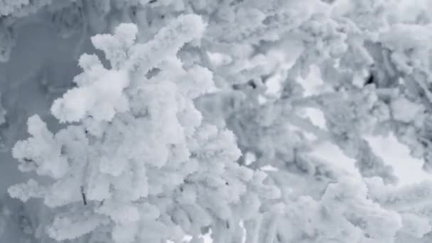 Rami di neve abete rosso scuotono nel vento — Video Stock