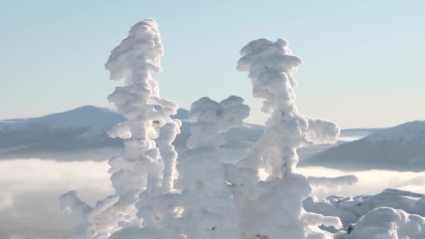 Grupo de árvores de neve no topo da montanha — Vídeo de Stock