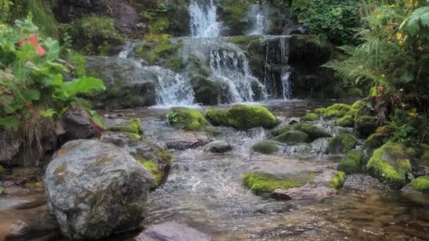 Cascade tropicale dans la jungle verte. Des ruisseaux d'eau tombent sur les rochers — Video