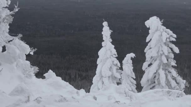Bäume sind mit Schnee bedeckt. Bewegung der Tannenzweige — Stockvideo