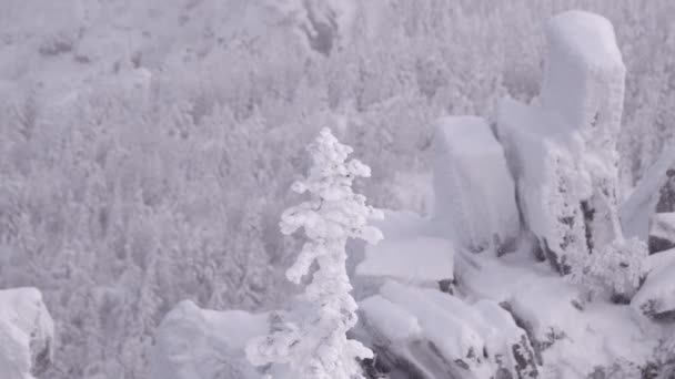 Snö faller på vinter stenar och träd — Stockvideo