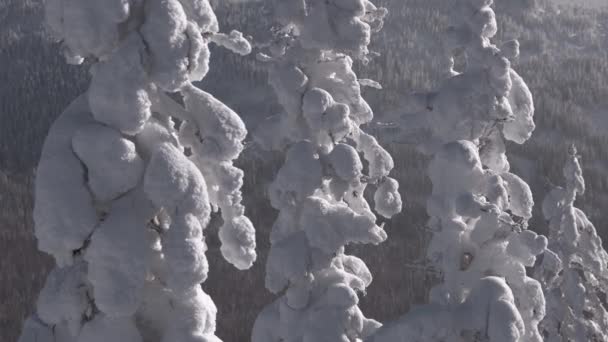 Tre snötäckta granar, vinterskog. — Stockvideo