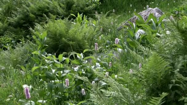 Pré vert à flanc de montagne. Le vent secoue les tiges de fougère. — Video