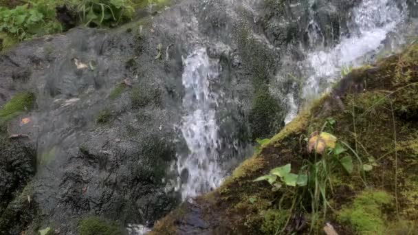 清澈的水流下青苔色的岩石 — 图库视频影像