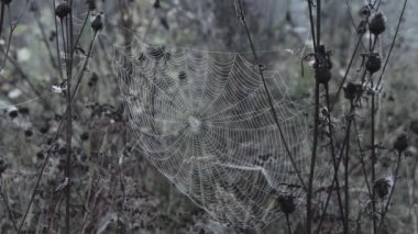 Çiğ taneli ağ hafif rüzgarda sallanıyor.