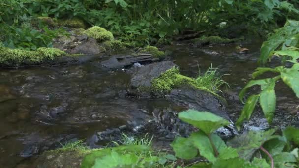 緑の森の渓流。苔や草で覆われた石. — ストック動画
