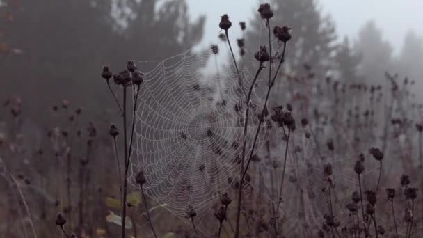 Παγίδευση ιστού αράχνης που καλύπτεται με πρωινή δροσιά, τοποθετείται στο λιβάδι μεταξύ μίσχων. — Αρχείο Βίντεο