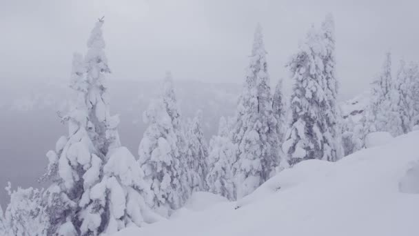 Sneeuwval in het bos op de heuvel. Wind schudt zachtjes bevroren sparren. — Stockvideo