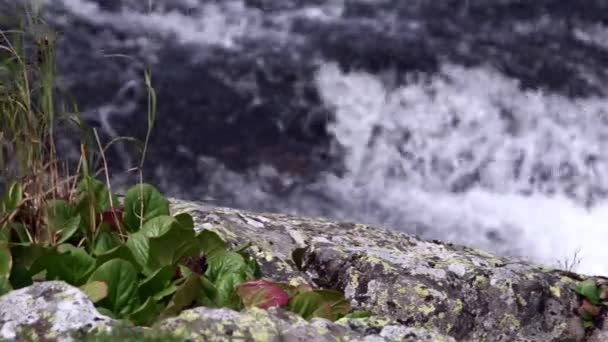 Badan listí na skalnatém břehu horské řeky. — Stock video