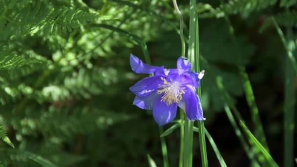 Фиолетовый цветок качается на ветру среди зеленой травы. Летний луг в солнечный день. — стоковое видео