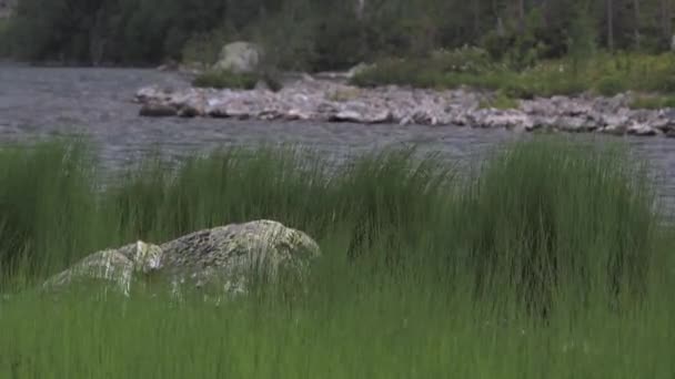 Vinden rycker grönt gräs på flodstranden. Vågor på sjön — Stockvideo