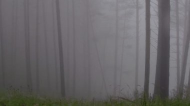 Puslu çam ormanları Düz gövdeli siluetler