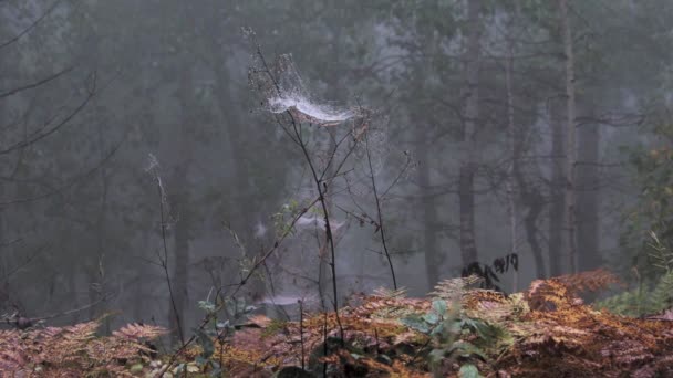Веб-камери пульсують на стеблах сухої трави. Містичний туманний ліс — стокове відео