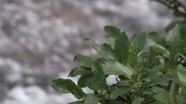 Zielone liście wierzby na tle górskiego potoku — Wideo stockowe