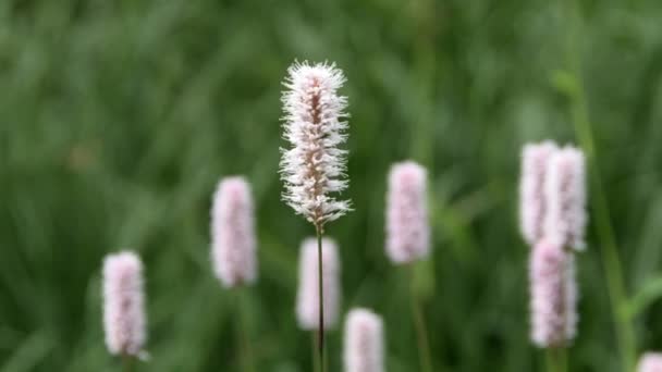 Μωβ λουλούδια plantain κινούνται στον άνεμο την ημέρα του καλοκαιριού. — Αρχείο Βίντεο