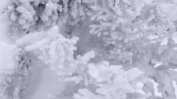 Bevroren takken van dennenbomen schudden in sterke wind. — Stockvideo