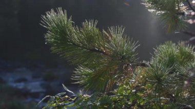 Dağ nehrinin arka planında çam dalı.