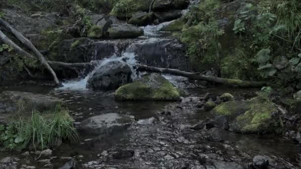 Petite cascade dans la forêt d'été. — Video