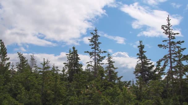Las ramas del bosque de coníferas se balancean en el viento. Tops de abetos contra el cielo — Vídeo de stock