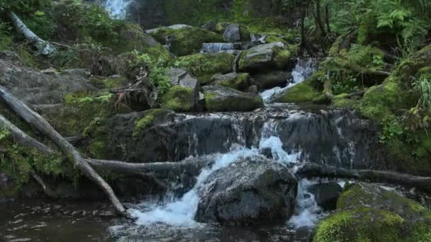 Panorama des cascades de montagne en forêt tropicale. — Video