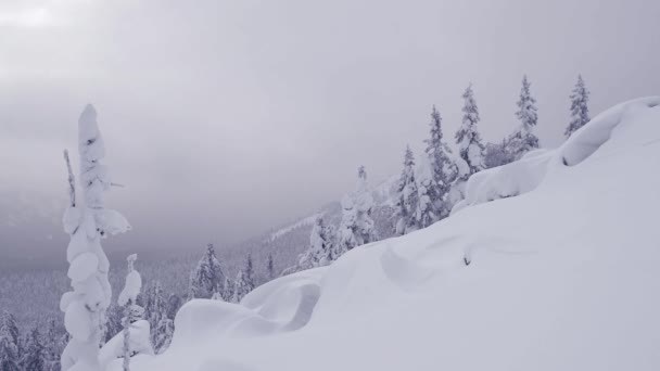 Neve cai calmamente na encosta da colina da floresta. — Vídeo de Stock