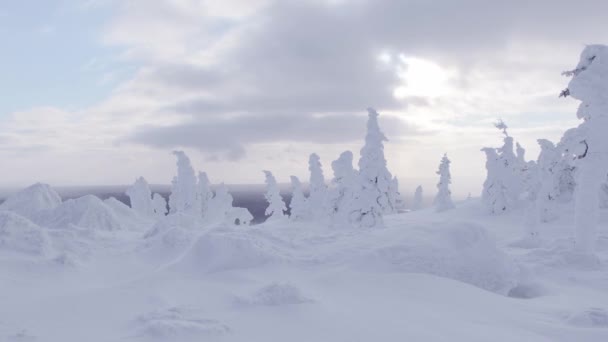 Tormenta de nieve en bosque de invierno. El viento sopla nieve sobre suaves derivas. — Vídeo de stock