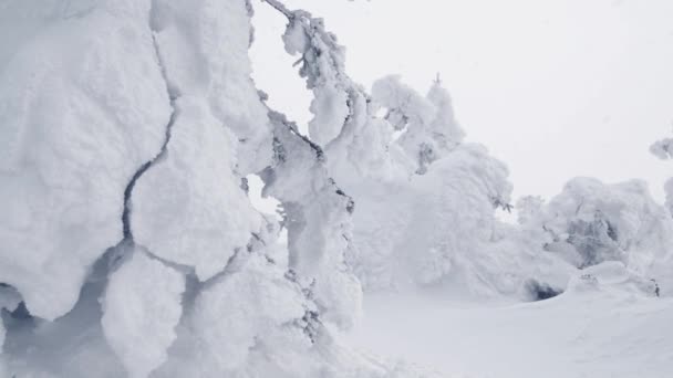 Il ramo di abete ondeggia dal vento e dalla nevicata. L'albero è coperto di ghiaccio — Video Stock