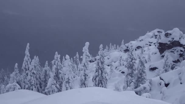 Χειμερινό δάσος σε οροσειρά. Ο Κλιφ είναι καλυμμένος με χιόνι. — Αρχείο Βίντεο