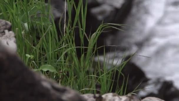 Grönt gräs svajar i vinden på stenig flodstrand. — Stockvideo