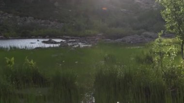 Dağ vadisinde güneşli bir gün. Güçlü rüzgar dalları sallıyor