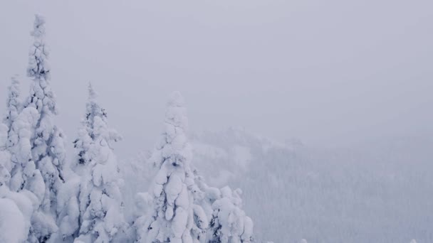 Los troncos de los árboles están cubiertos de nieve y balanceándose del viento débil. — Vídeos de Stock