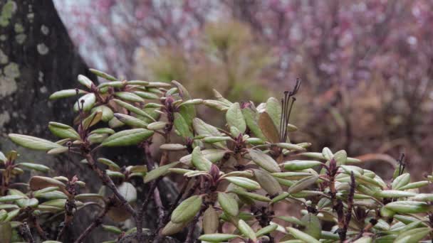 Green leaves with reddened edges on lake shore. — Stock Video