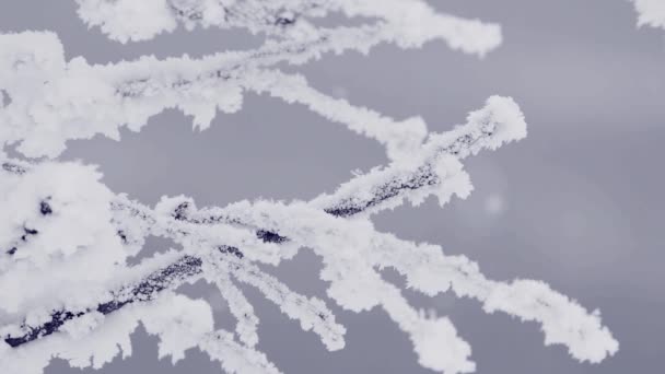 Снег кружится плавно и падает на замерзшее дерево. — стоковое видео
