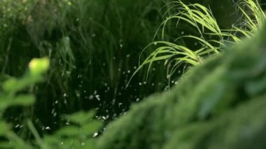 Su damlaları ışıkta parlar