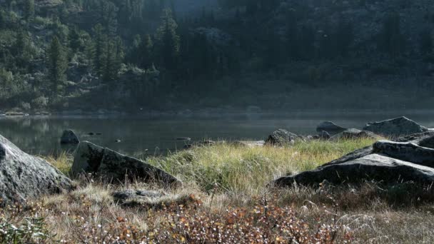 Lac forestier le matin ensoleillé. Les petits insectes volent dans les rayons de lumière. — Video